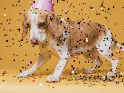 lindo-perro-con-gorro-de-fiesta-y-confeti