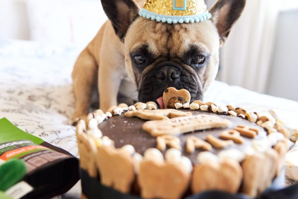 French Bulldog's first birthday surrounded with gifts and birthday cake.